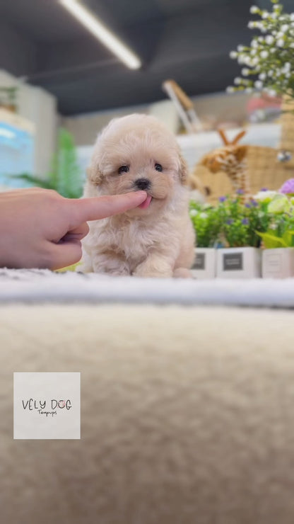 Maltipoo - Armin(Male)