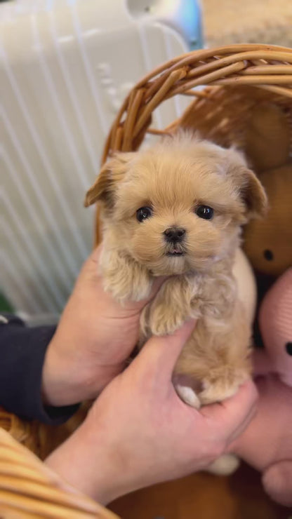 Maltipoo - Bean(Male)