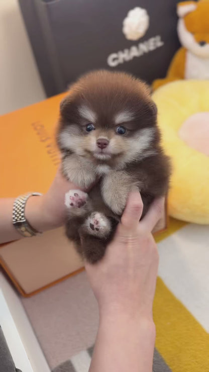 Pomeranian - Nala(Female)