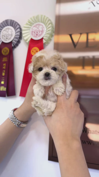 Maltipoo - Biscuit(Female)