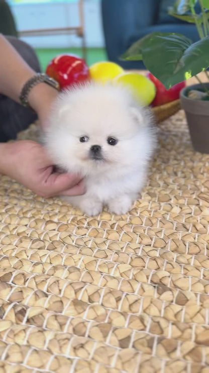 Pomeranian - Podo(Female)