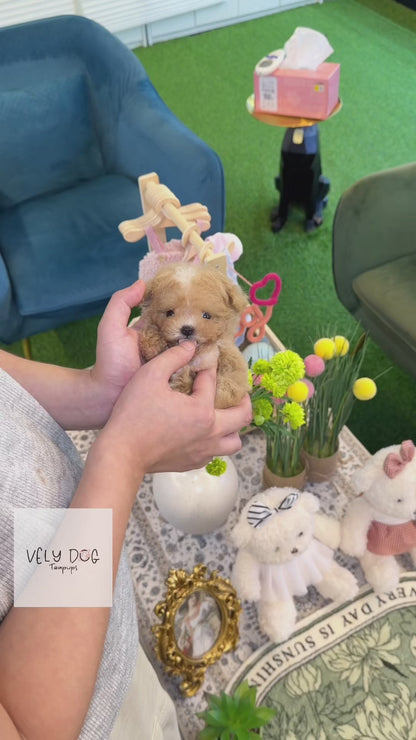 Maltipoo - Cookie(Female)