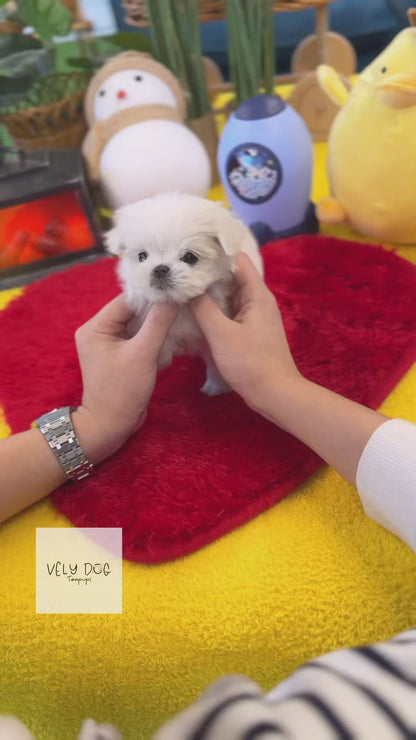 Maltese - Barbie(Female)