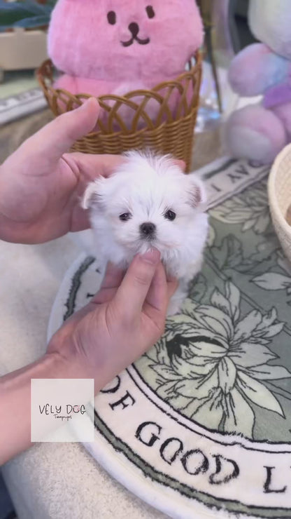 Maltese - Wink(Male)