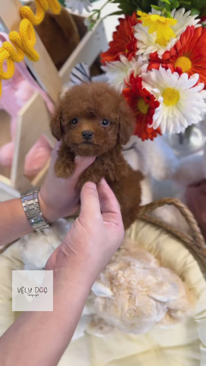 Poodle - Janie(Female)