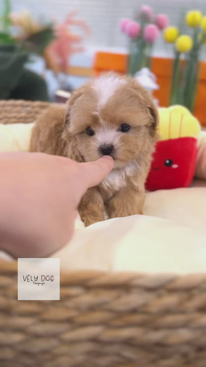 Maltipoo - Bebe(Female)