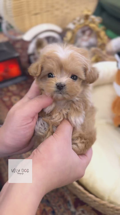 Maltipoo - Sunny(Female)