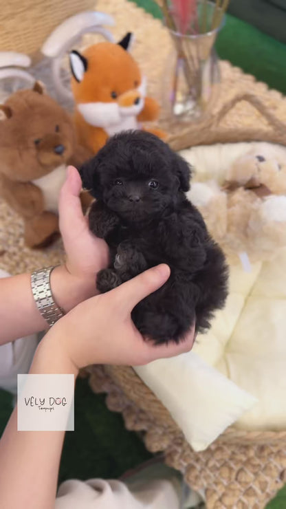 Poodle-  Luma(Female)
