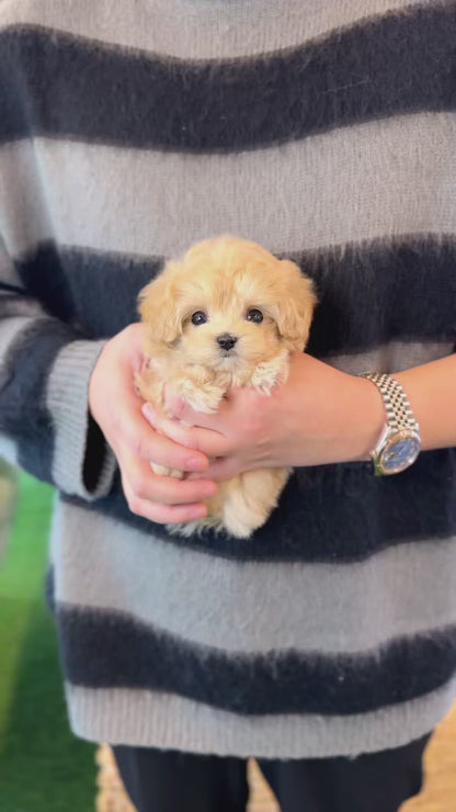 Maltipoo - Cherry(Female)