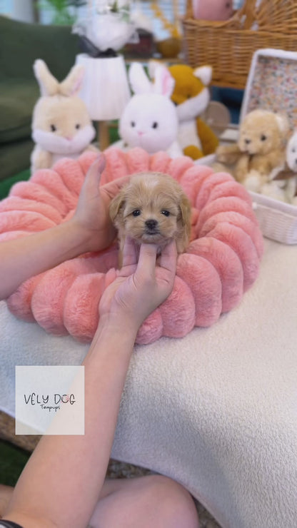 Maltipoo - Eden(Male)