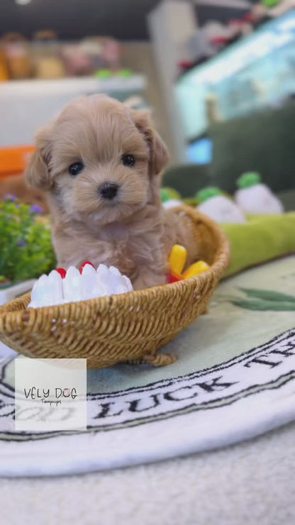 Maltipoo - Minami(Female)
