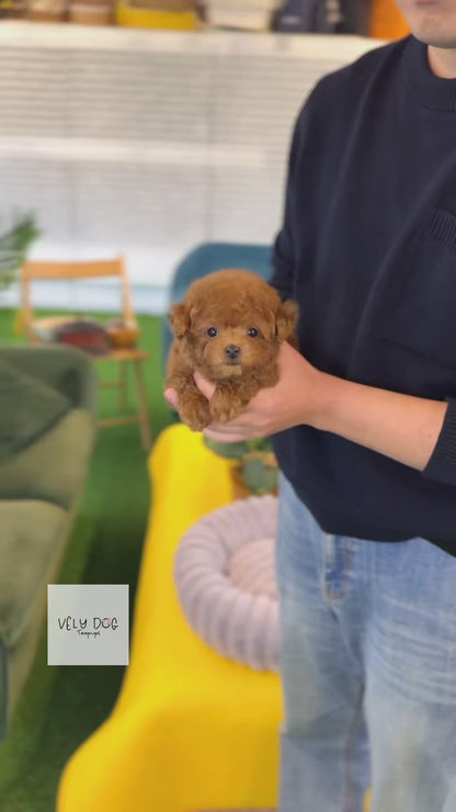 Poodle - Sancho(Female)