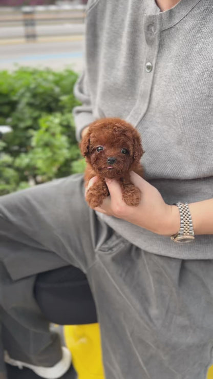 Poodle - Bibi(Female)