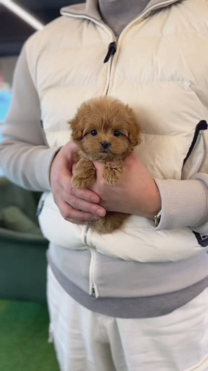 Maltipoo - Potato(Female)