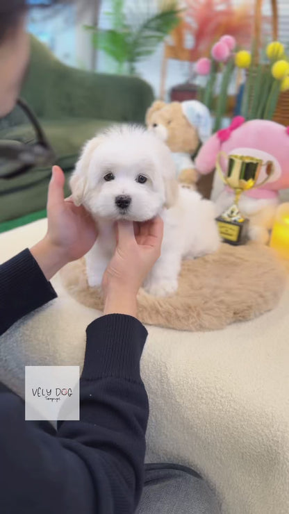 Coton de Tulear - Seraphine(Female)
