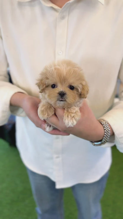 Maltipoo - Uni(Female)