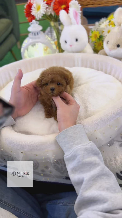 Poodle - Poti(Female)