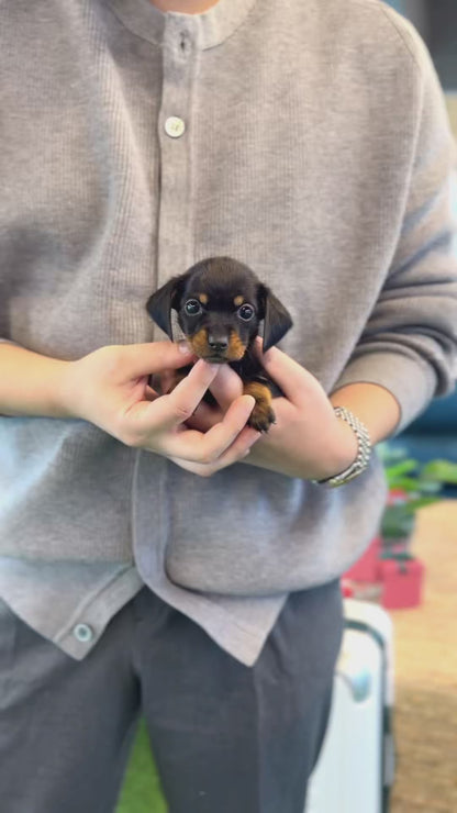 Dachshund - Ming ming(Female)