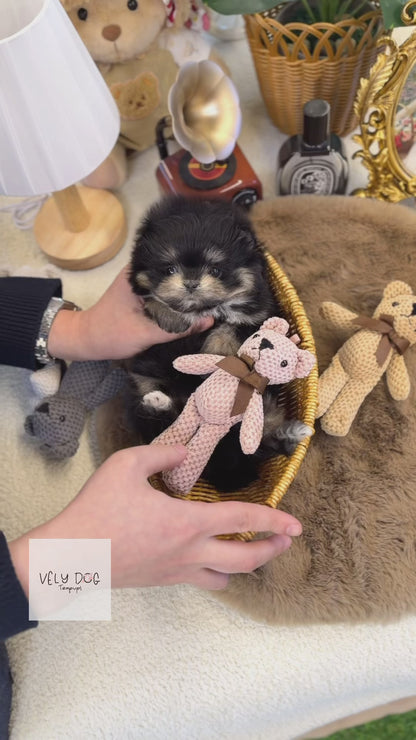 Maltipom - Dami(Female)