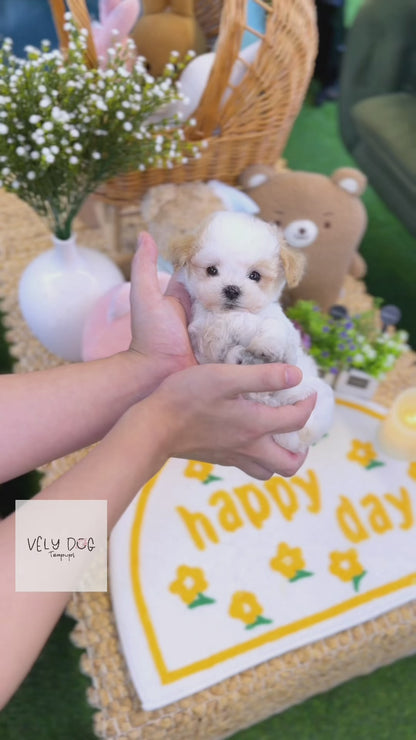 Maltipoo - Punch(Female)