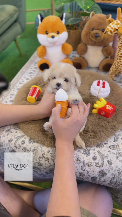 Maltipoo - Harley(Female)