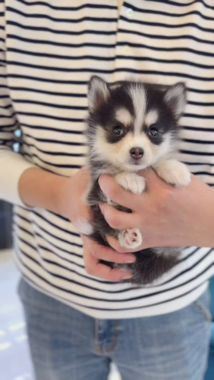 Pomsky - Celly(Female)