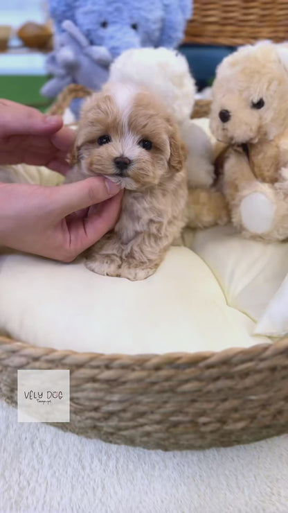 Maltipoo - Loopa(Female)