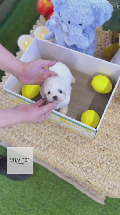 Bichon Frise - Mickey(Male)