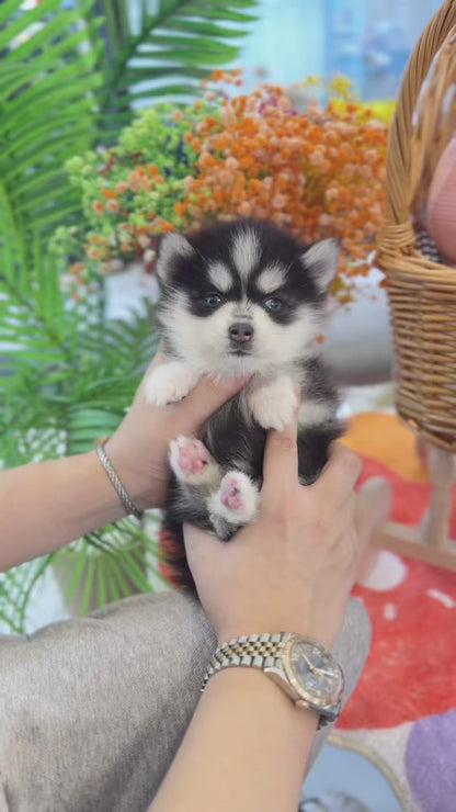 Pomsky - Mambo(Male)