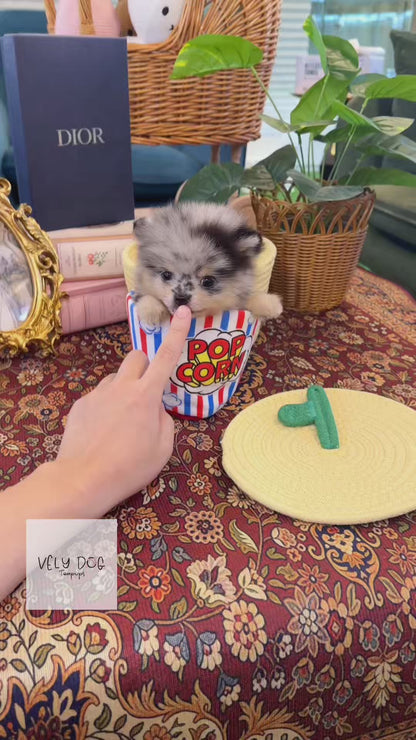 Pomeranian - Mango(Female)