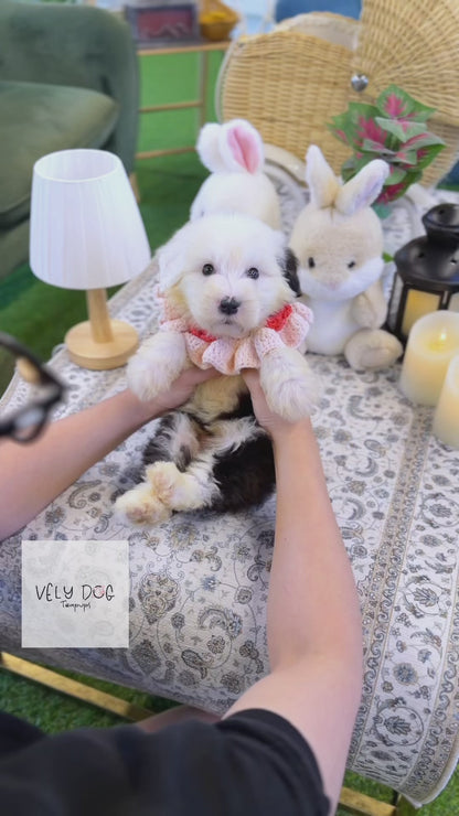 Old English Sheepdog - Wing(Male)
