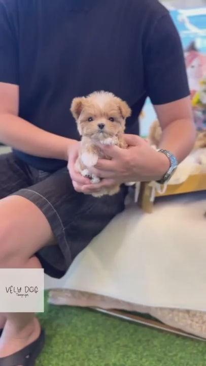 Maltipoo - Dede(Male)