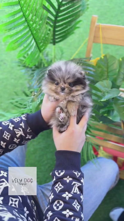 Pomeranian - Marie(Female)