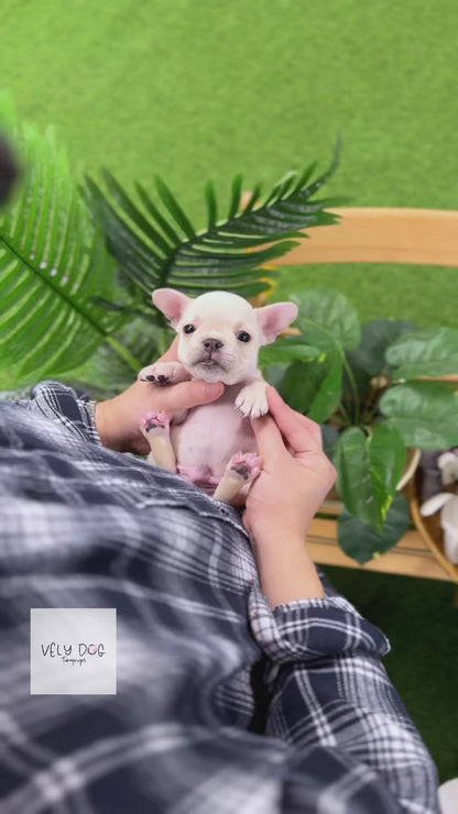 French Bulldog - Rex(Male)