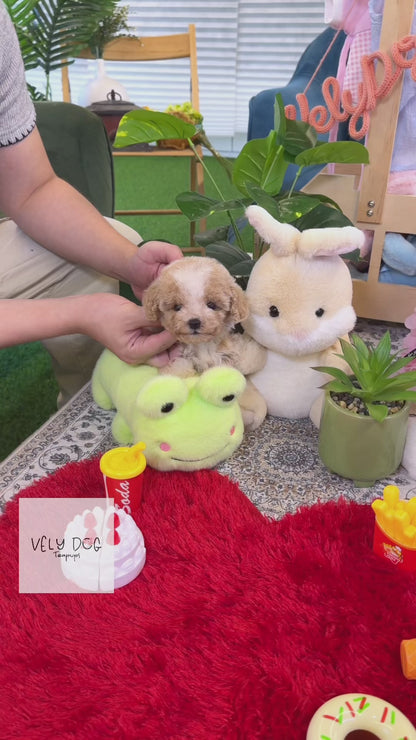 Maltipoo - Aro(Male)