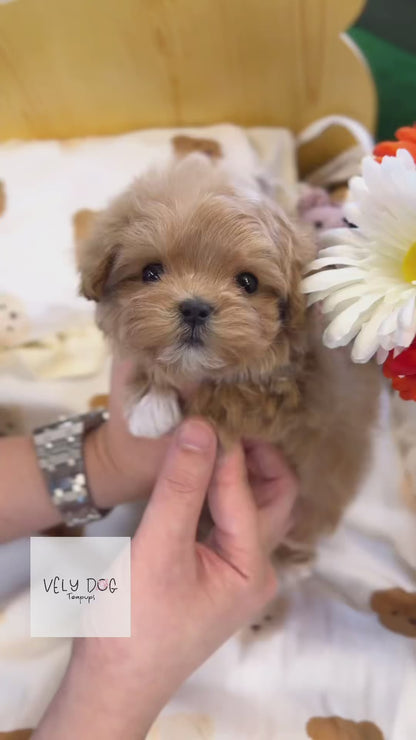 Maltipoo - Bedding(Female)