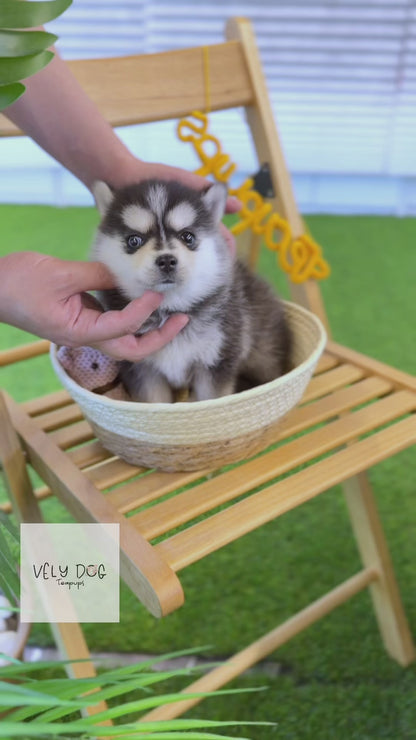 Pomsky - Looda(Female)