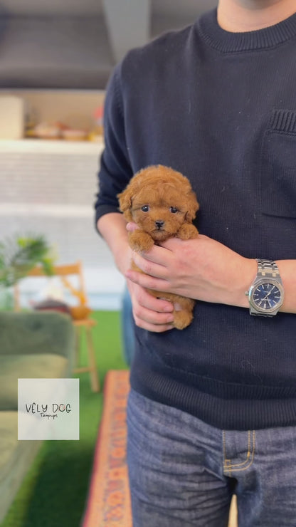 Poodle - Olivia(Female)