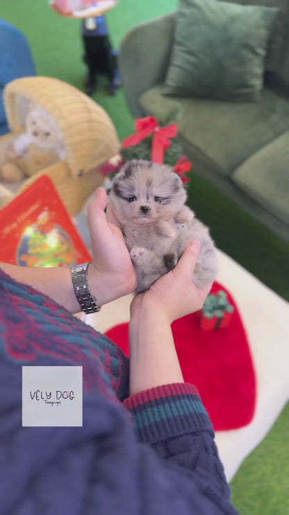 Pomeranian - Pochita(Female)