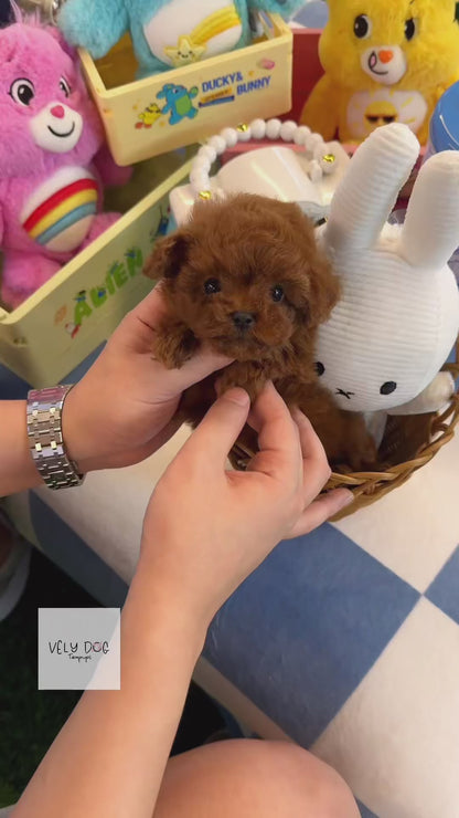 Poodle - Loco(Female)