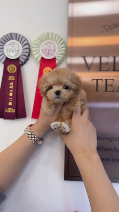 Maltipoo - Doremi(Female)