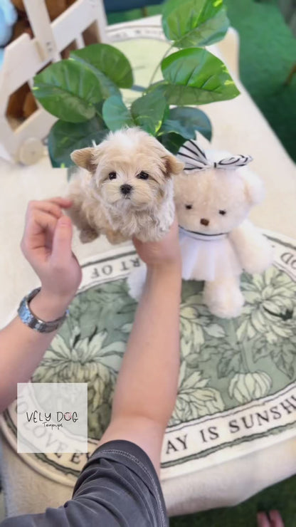 Maltipoo - Angela(Female)