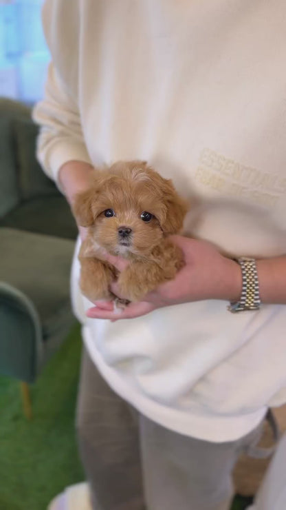 Maltipoo - Ringo(Male)