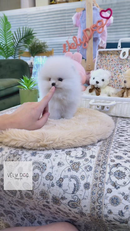 Pomeranian - Ray(Female)