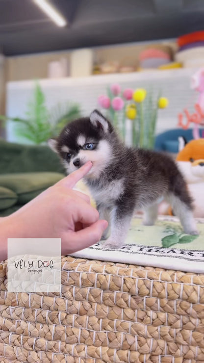 Pomsky - Oscar(Female)
