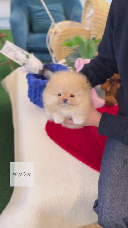 Pomeranian - Rolly(Female)