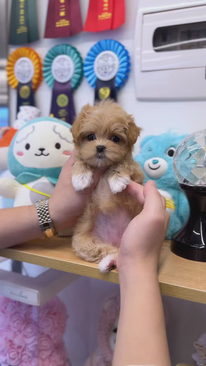 Maltipoo - Heize(Female)