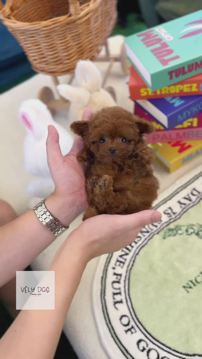 Poodle - Harley(Female)
