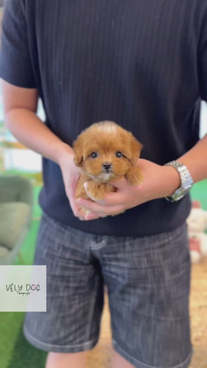 Maltipoo - Yomyom(Female)