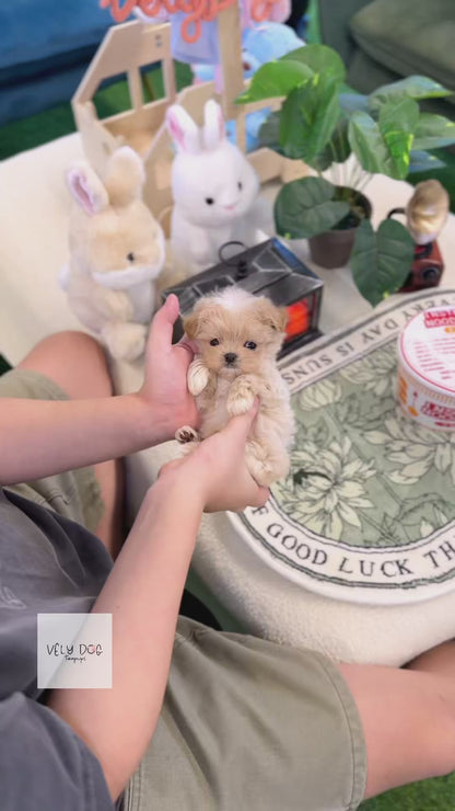 Maltipoo - Popcorn(Female)